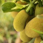 preguntas frecuentes jackfruit