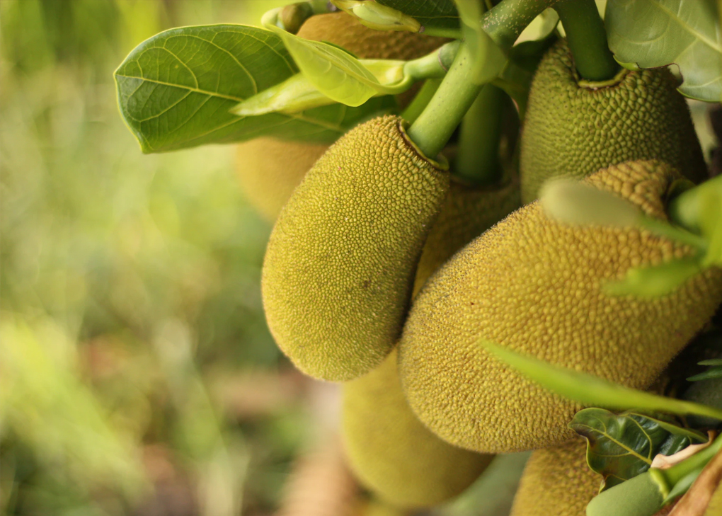 preguntas frecuentes jackfruit