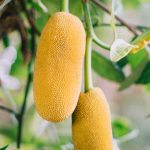 beneficios de consumir jackfruit